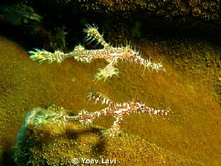 Two Ghost pipe fishes by Yoav Lavi 